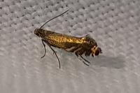Glyphipterix
