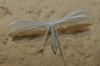 Pterophorus pentadactylus