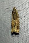 Epinotia tetraquetrana