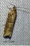 Epinotia tetraquetrana