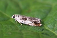 Ancylis laetana
