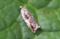 Ancylis laetana