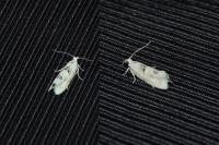 Epinotia bilunana