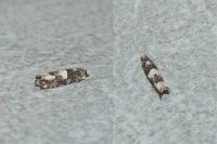 Epiblema