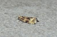 Celypha lacunana