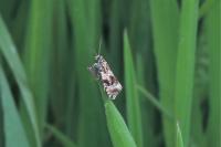 Celypha lacunana