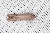 Oxypteryx helotella