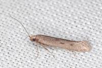Oxypteryx helotella