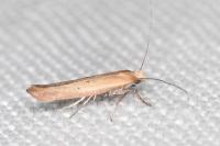 Zelleria hepariella
