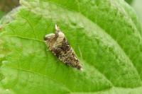 Celypha lacunana