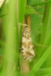 Celypha rivulana