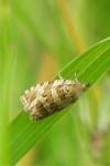 Celypha rivulana
