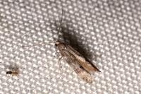 Exoteleia dodecella