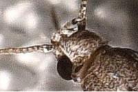 Exoteleia dodecella