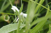 Pterophorus pentadactylus