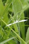 Pterophorus pentadactylus