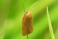 Tortrix