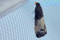 Notocelia cynosbatella