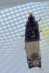Notocelia cynosbatella
