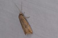 Bactra