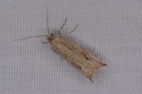 Bactra