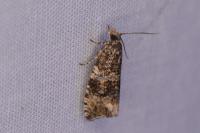 Celypha lacunana