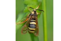 Sesia apiformis
