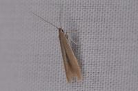 Coleophora
