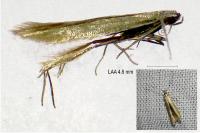 Coleophora caespititiella