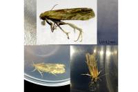 Eucosma cana