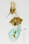 Eucosma cana