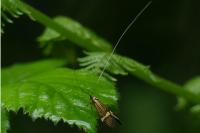 Nemophora degeerella