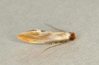 Tinea semifulvella