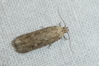 Platyedra subcinerea