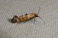 Epermenia pontificella