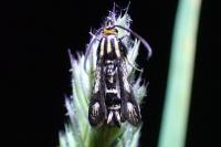 Chamaesphecia nigrifrons