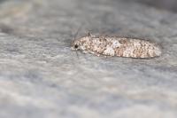 Cnephasia alticolana