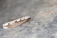 Ethmia bipunctella