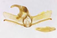 Cnephasia alticolana