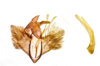 Pleurota pungitiella