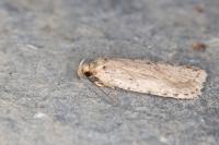 Agonopterix silerella