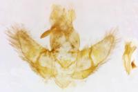 Agonopterix silerella