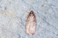 Depressaria albipunctella