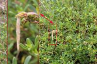 Coleophora ochrea