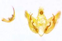 Depressaria albipunctella