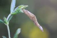 Coleophora ochrea