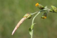 Coleophora ochrea