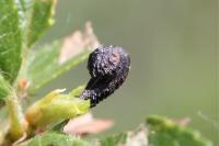 Coleophora anatipennella