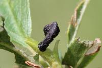 Coleophora anatipennella