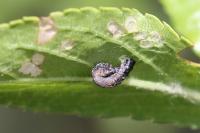 Coleophora anatipennella